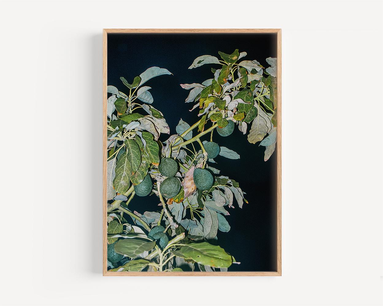 Avocado Tree Night | Home and Office Wall Art | ECO-Friendly | Gallery Grade Print, photo 3