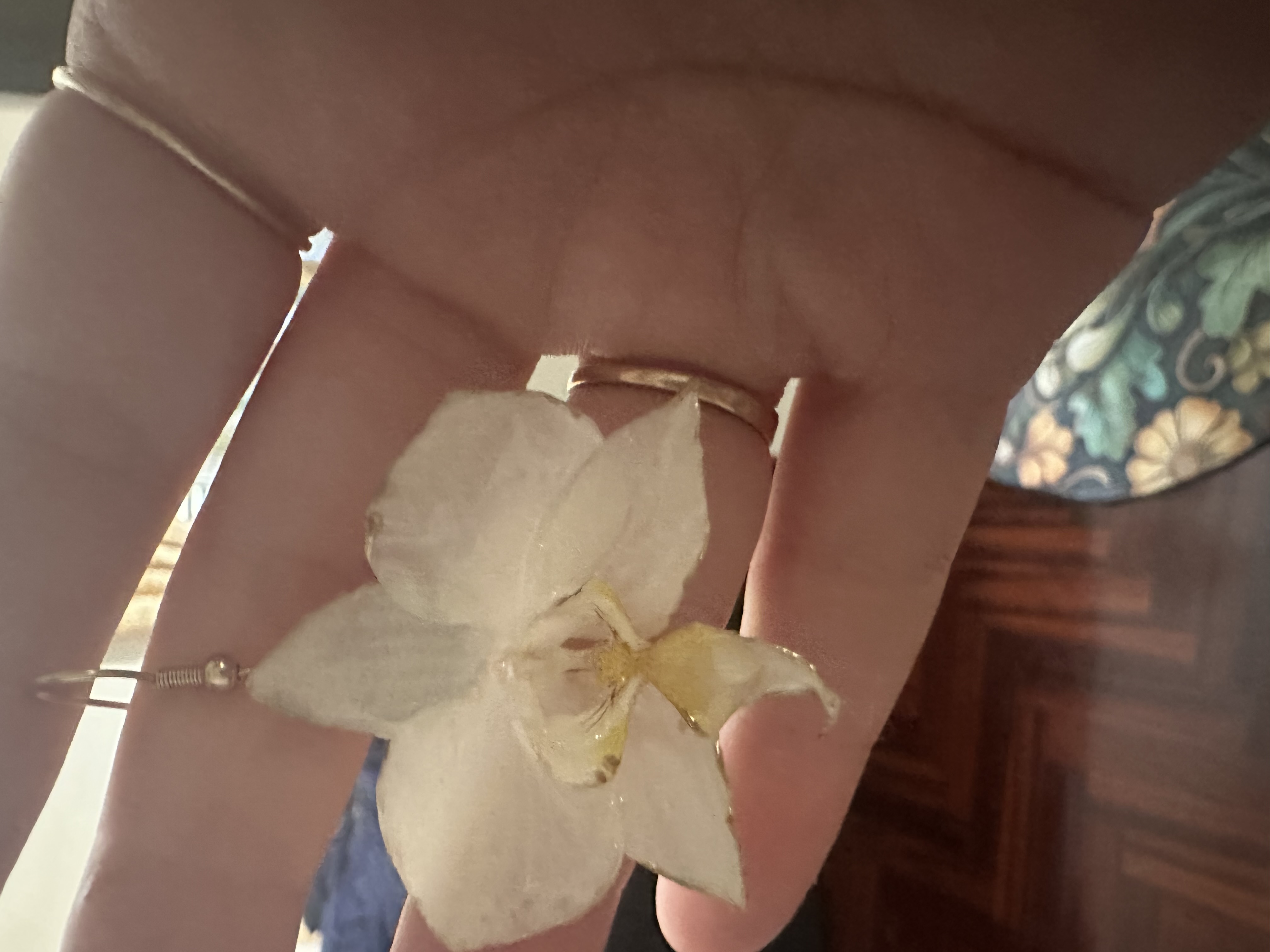 Orchid dreams, photo 2