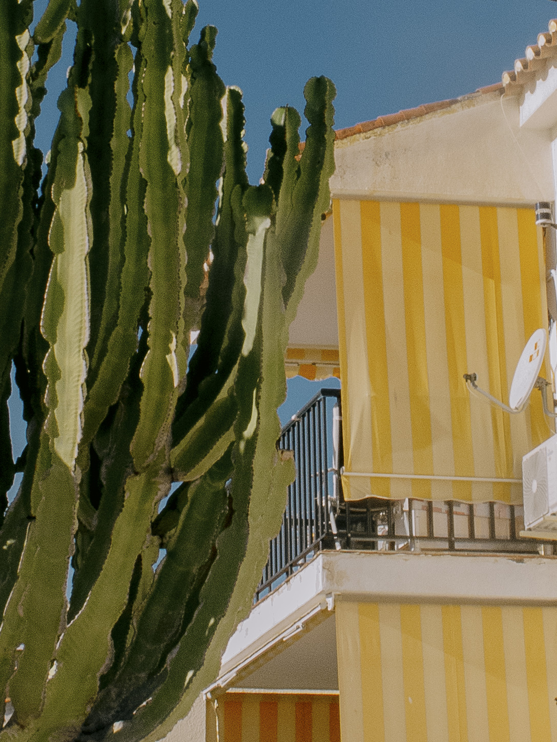 Cactus Stripes and Blue Sky | Home and Office Wall Art | ECO-Friendly | Gallery Grade Print