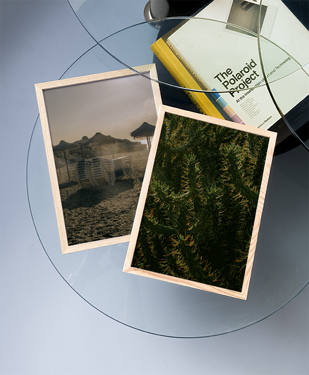 Backlight Cholla | Home and Office Wall Art | ECO-Friendly | Gallery Grade Print, photo 6