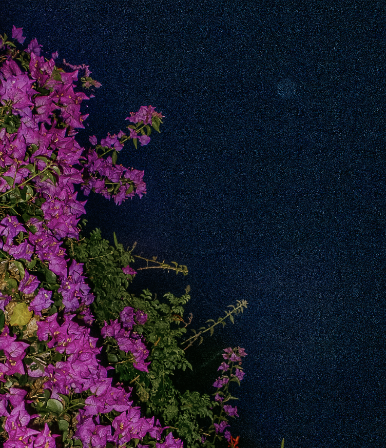Bougainvillea | Home and Office Wall Art | ECO-Friendly | Gallery Grade Print, photo 4