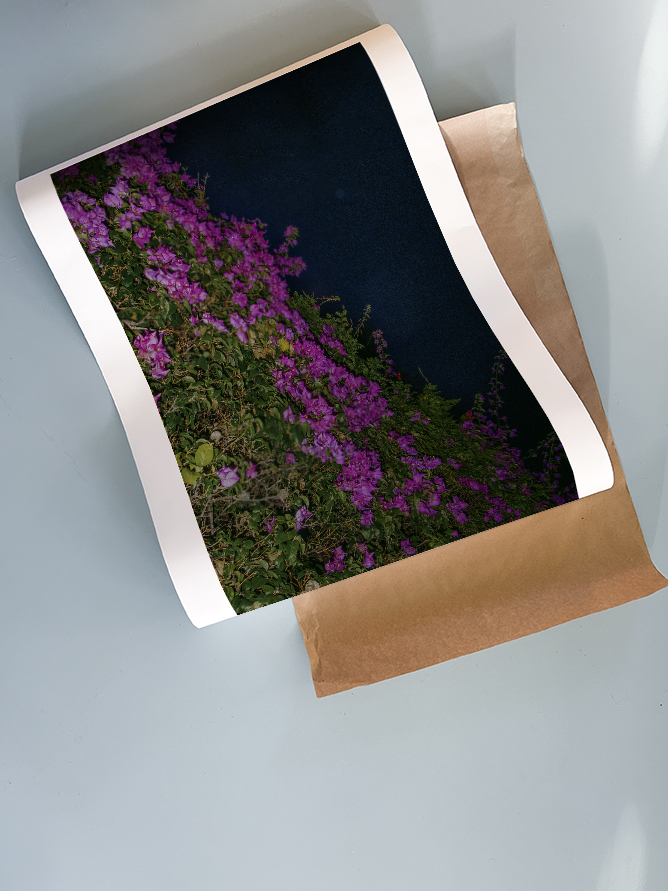 Bougainvillea | Home and Office Wall Art | ECO-Friendly | Gallery Grade Print, photo 3