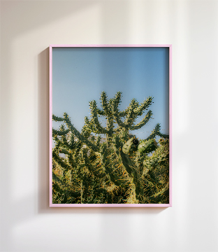 Cholla | Home and Office Wall Art | ECO-Friendly | Gallery Grade Print, photo 5