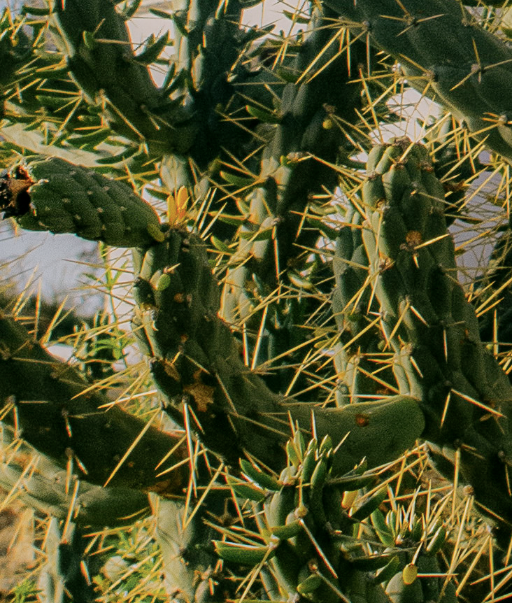 Cholla | Home and Office Wall Art | ECO-Friendly | Gallery Grade Print, photo 2