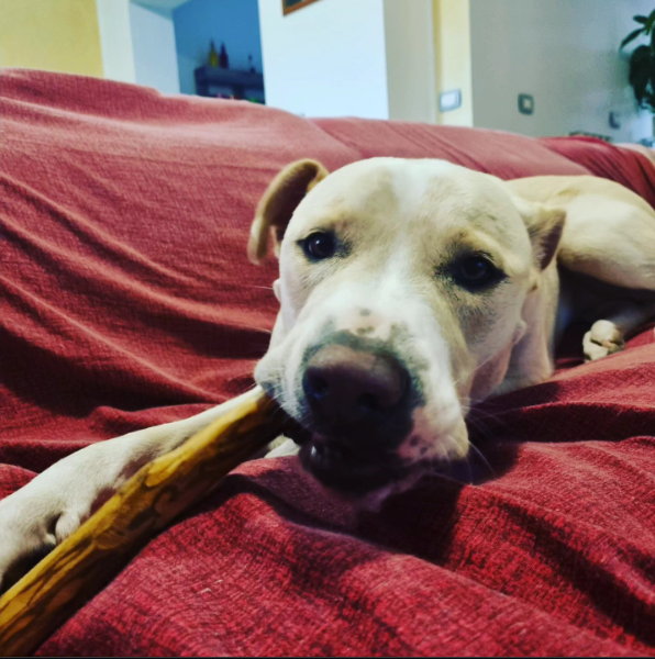 Olive wood chew sticks for dogs - healthy & organic dog chew toys, photo 6