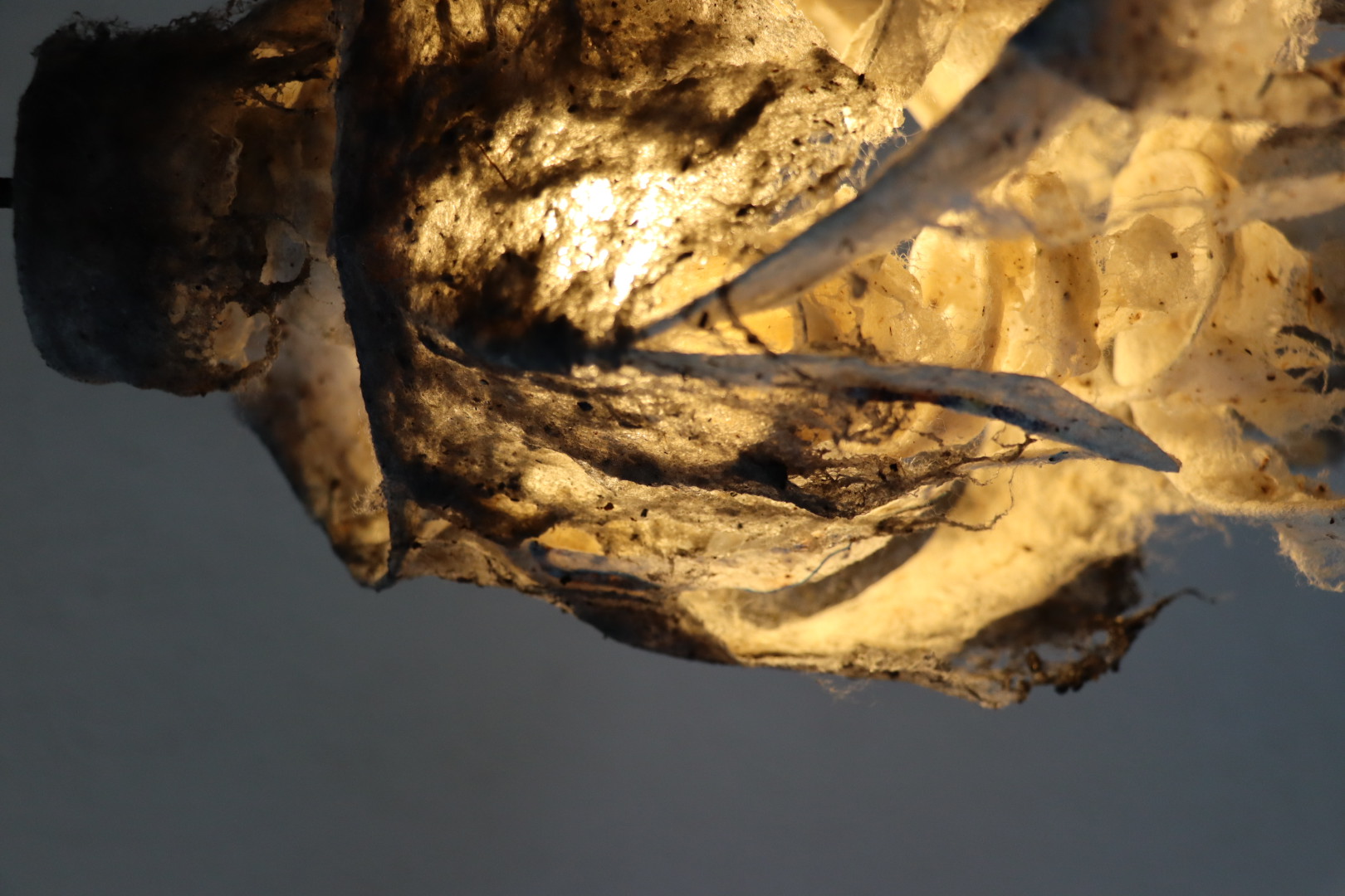 Growing Cricles, photo 3