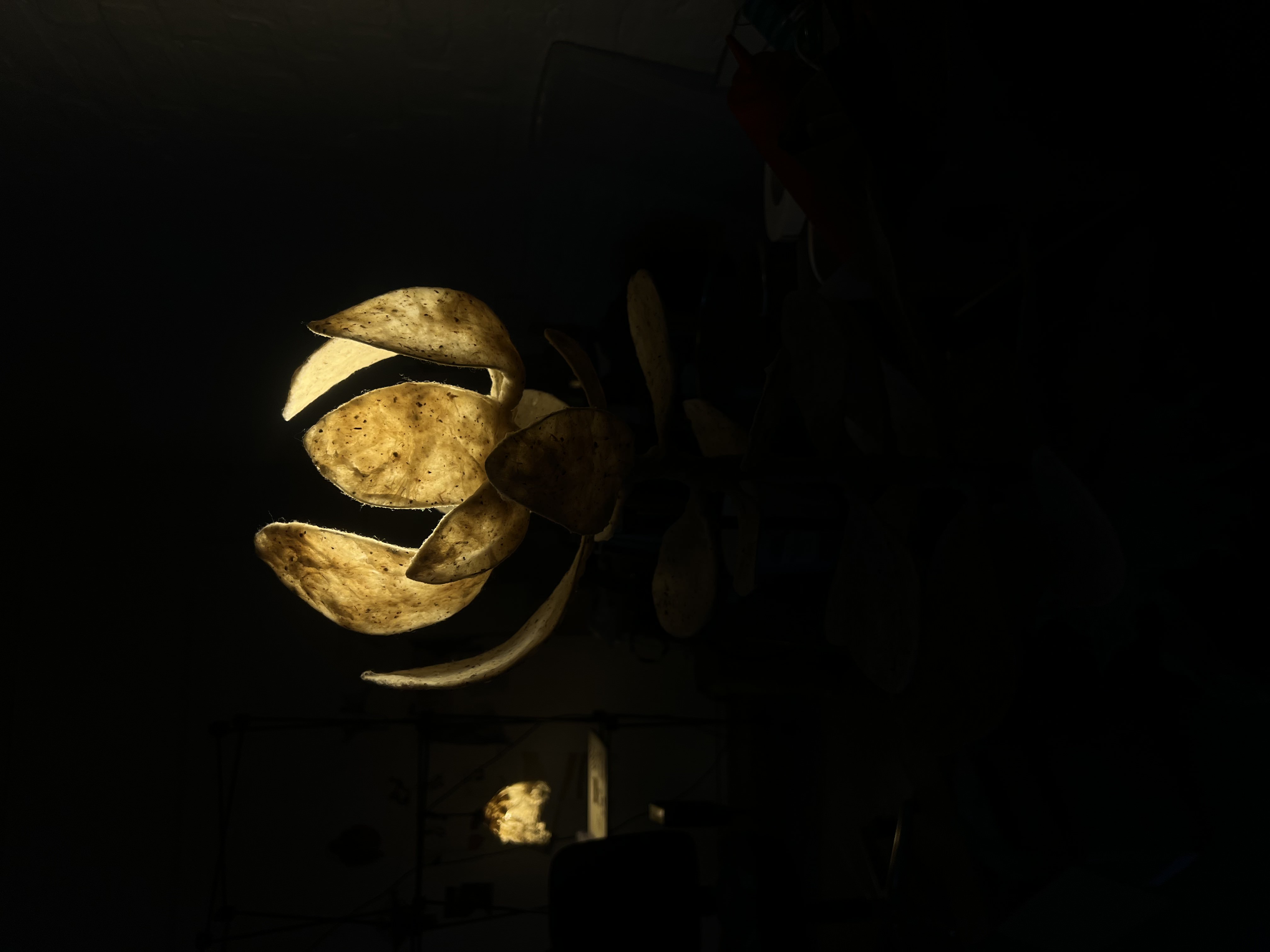 Cotton Bulb, photo 3