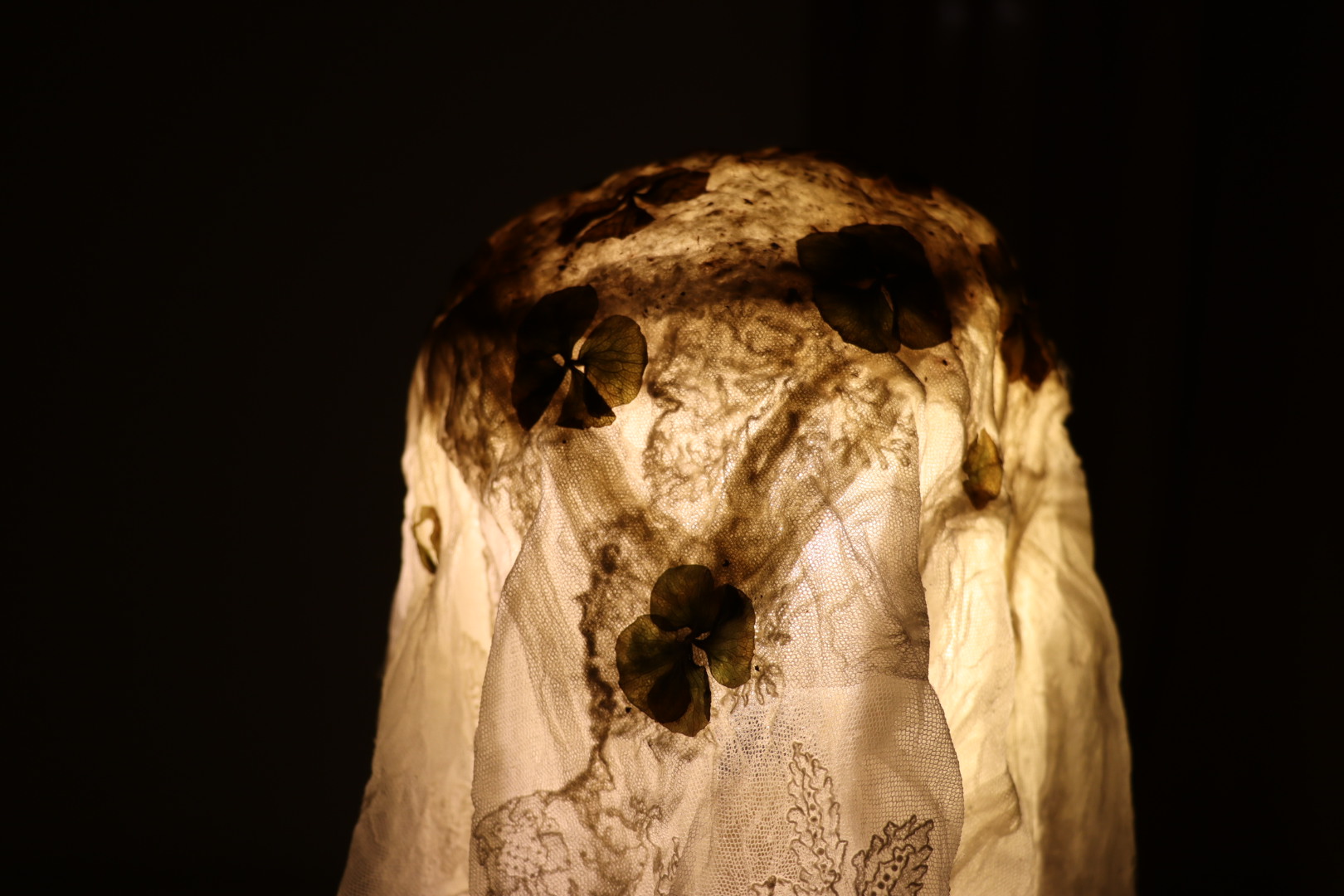 Ortensia, photo 3
