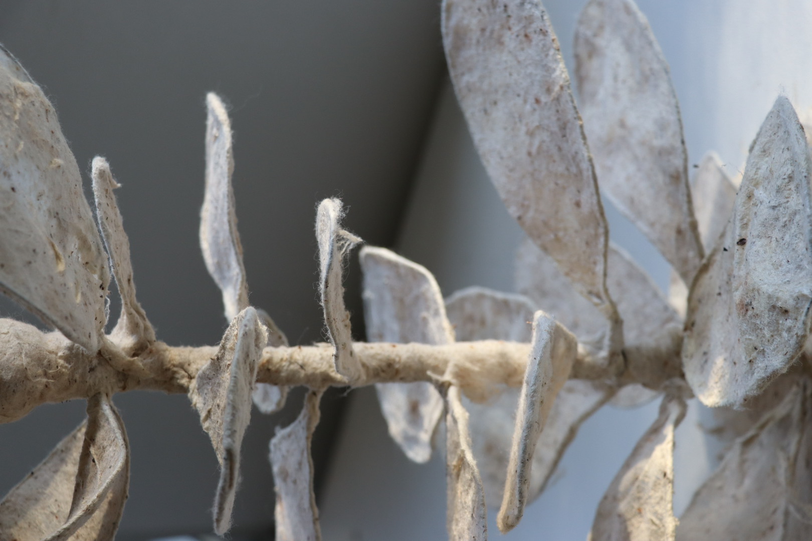 Cotton Bulb, photo 5