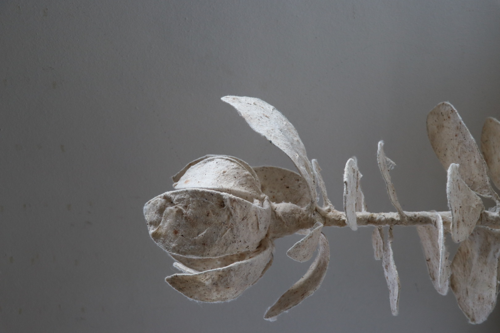Cotton Bulb, photo 4