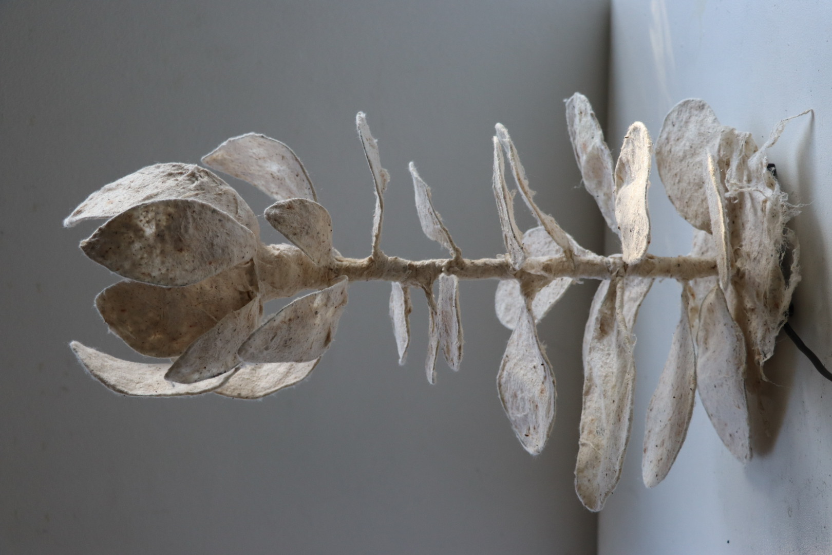 Cotton Bulb, photo 6