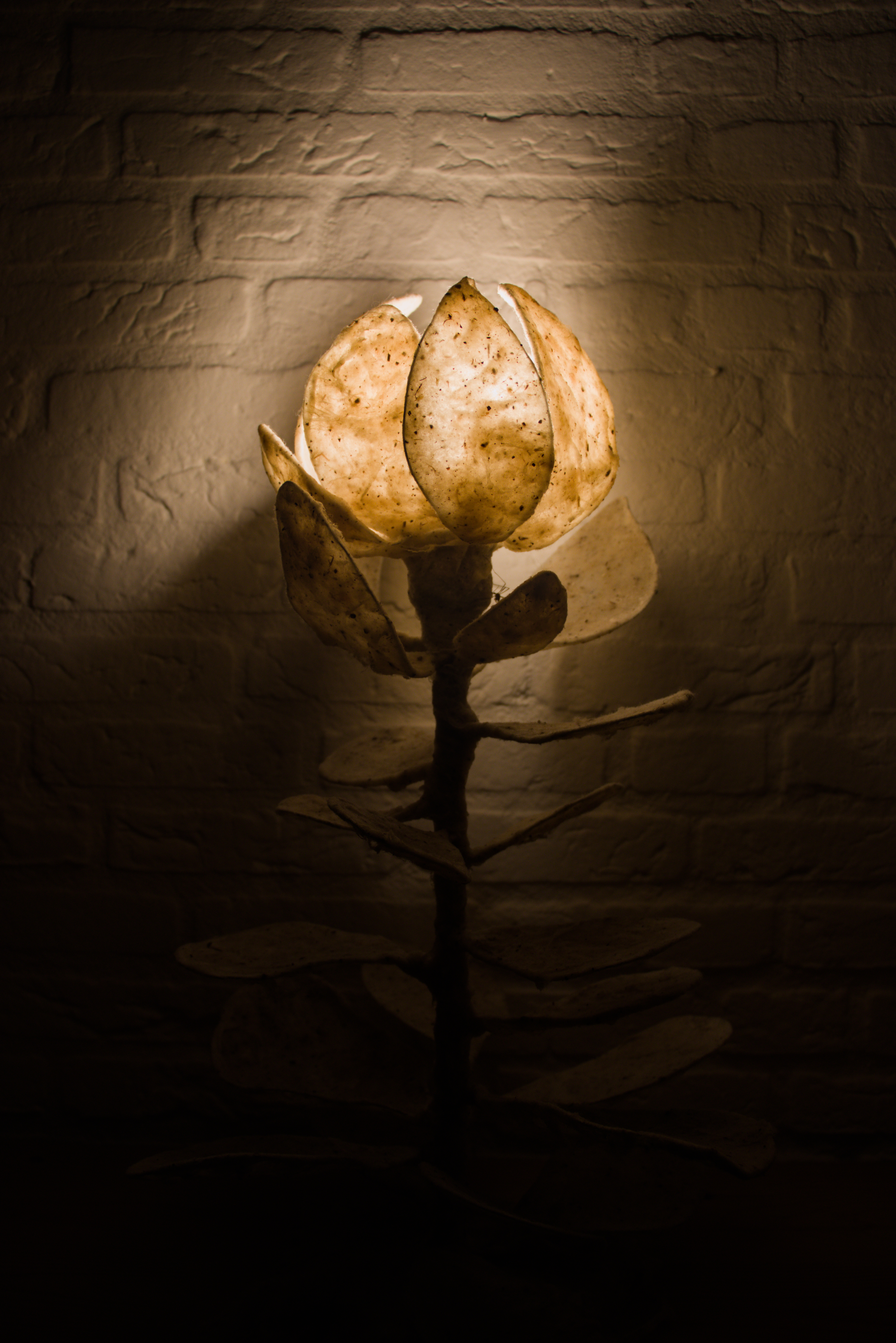 Cotton Bulb