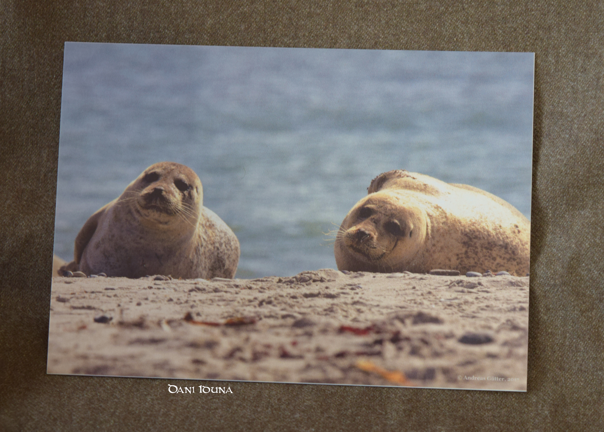 Postcards Seal, Lighthouse and Trawler, North Sea postcards, Baltic Sea postcards, Maritime postcard set, photo 3