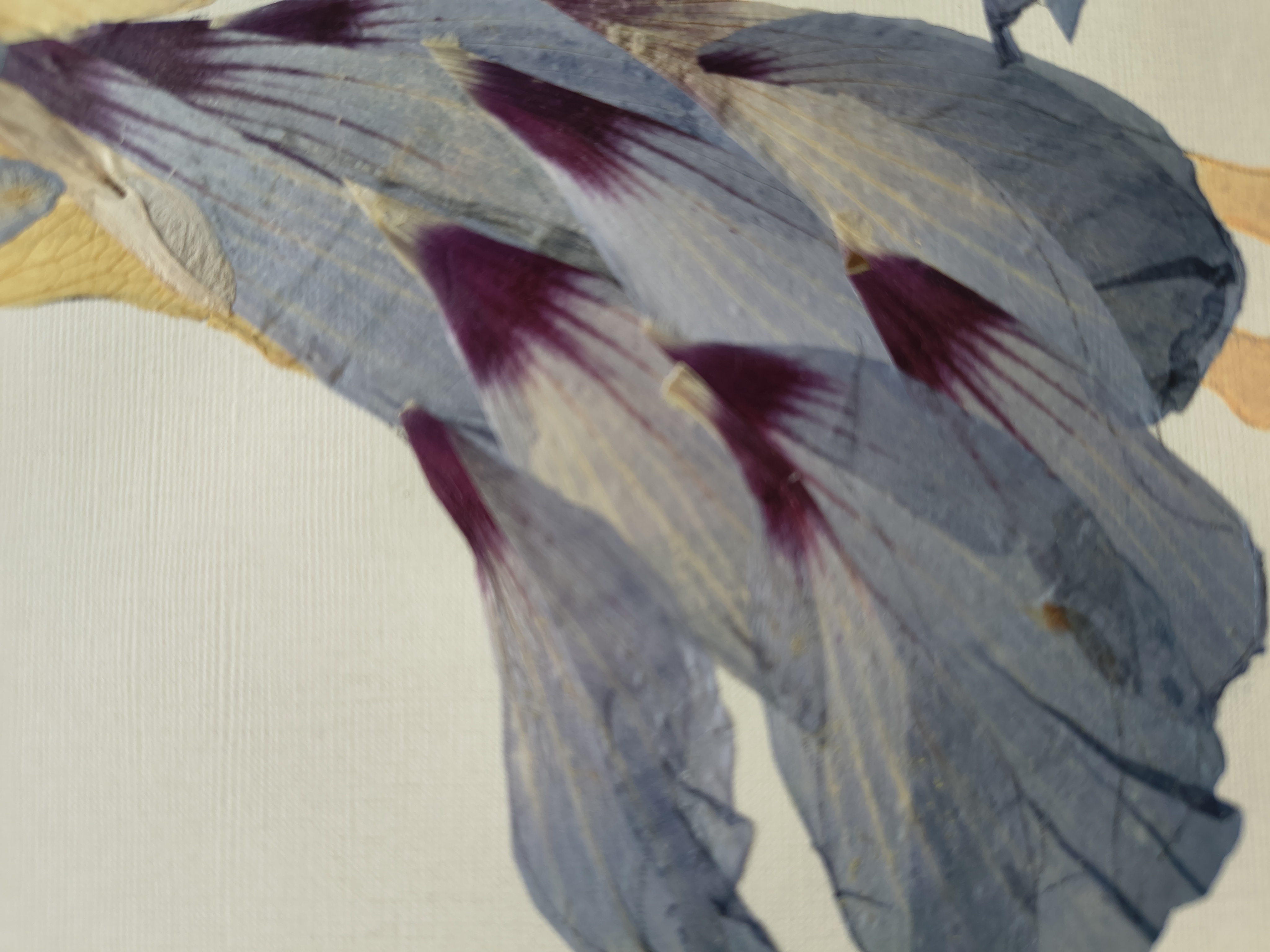 Blue Wind, photo 4