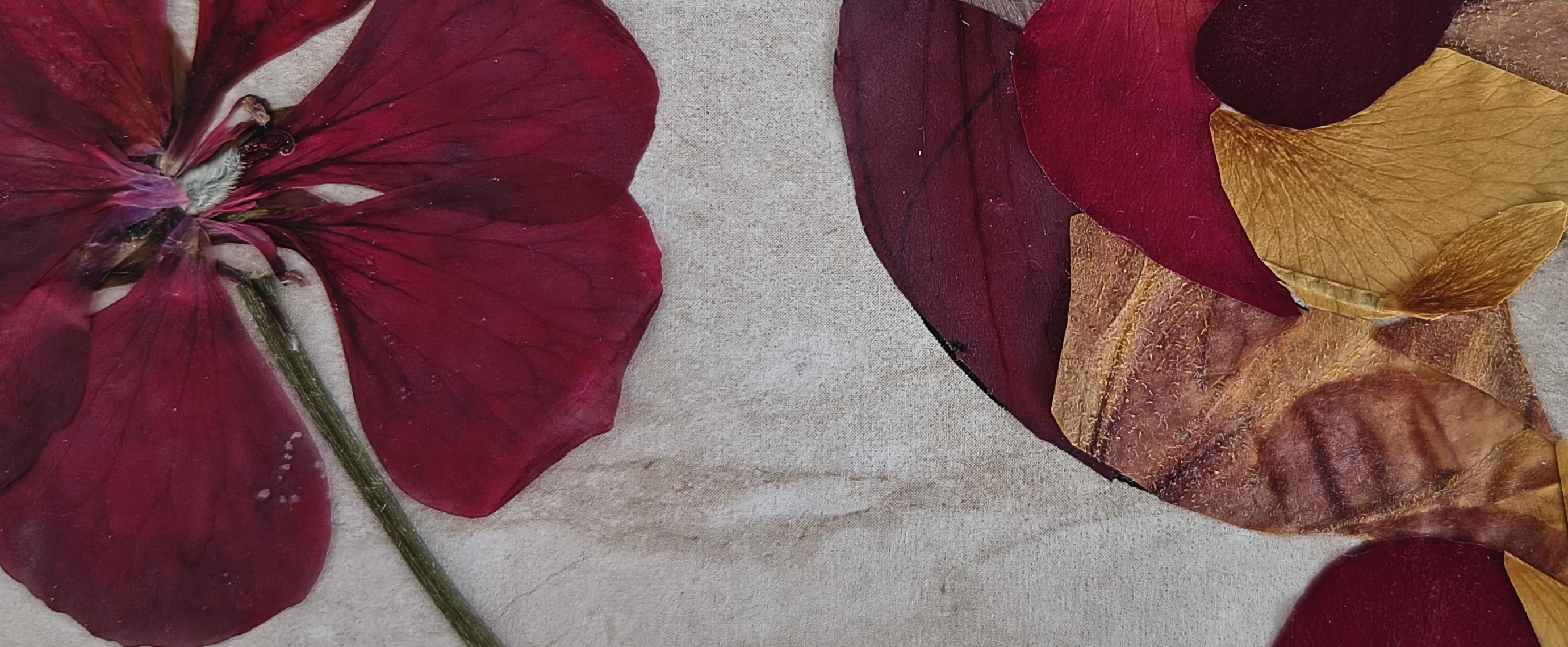 A Breath Between Petals, photo 4