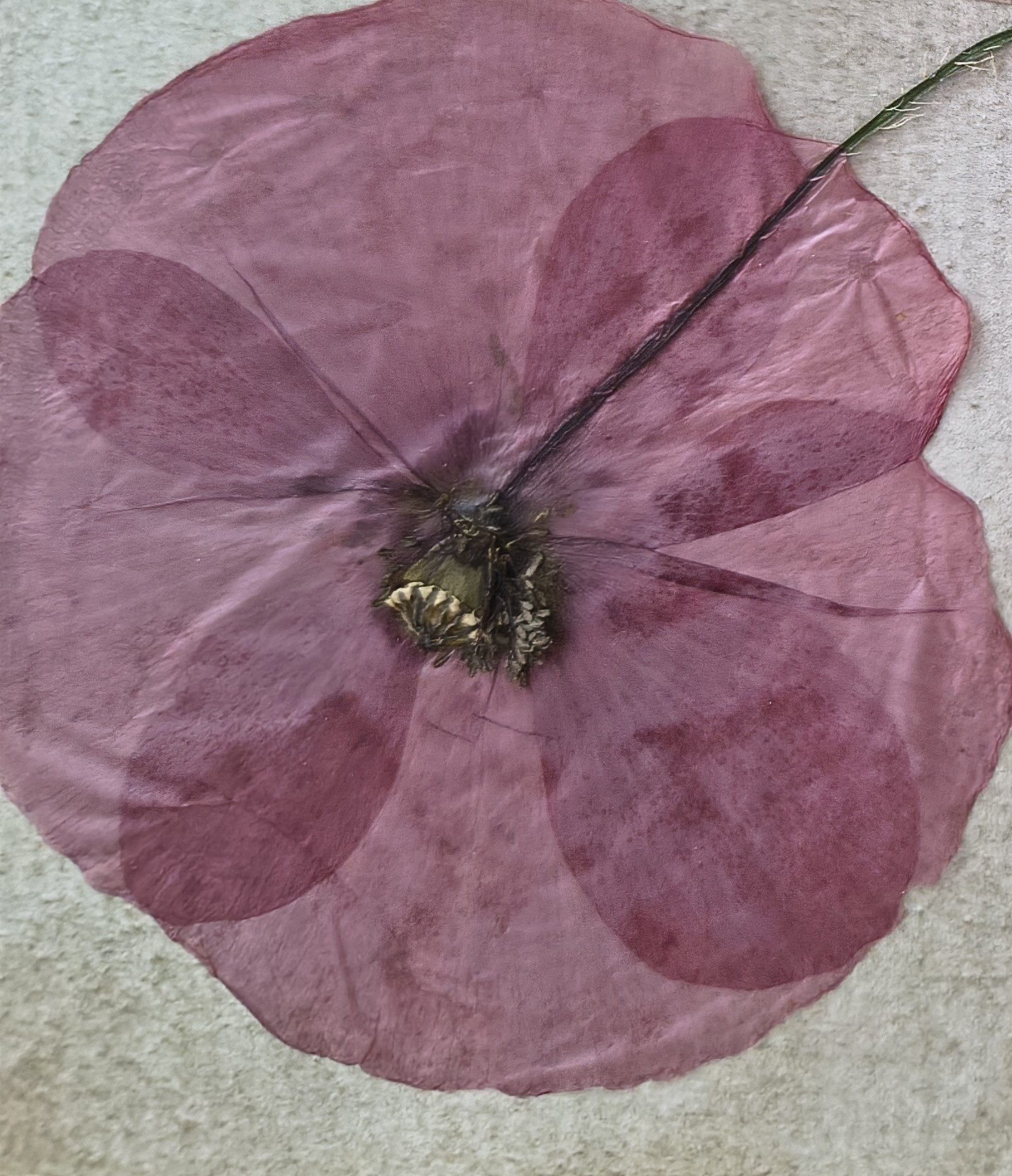 Red poppy, photo 4