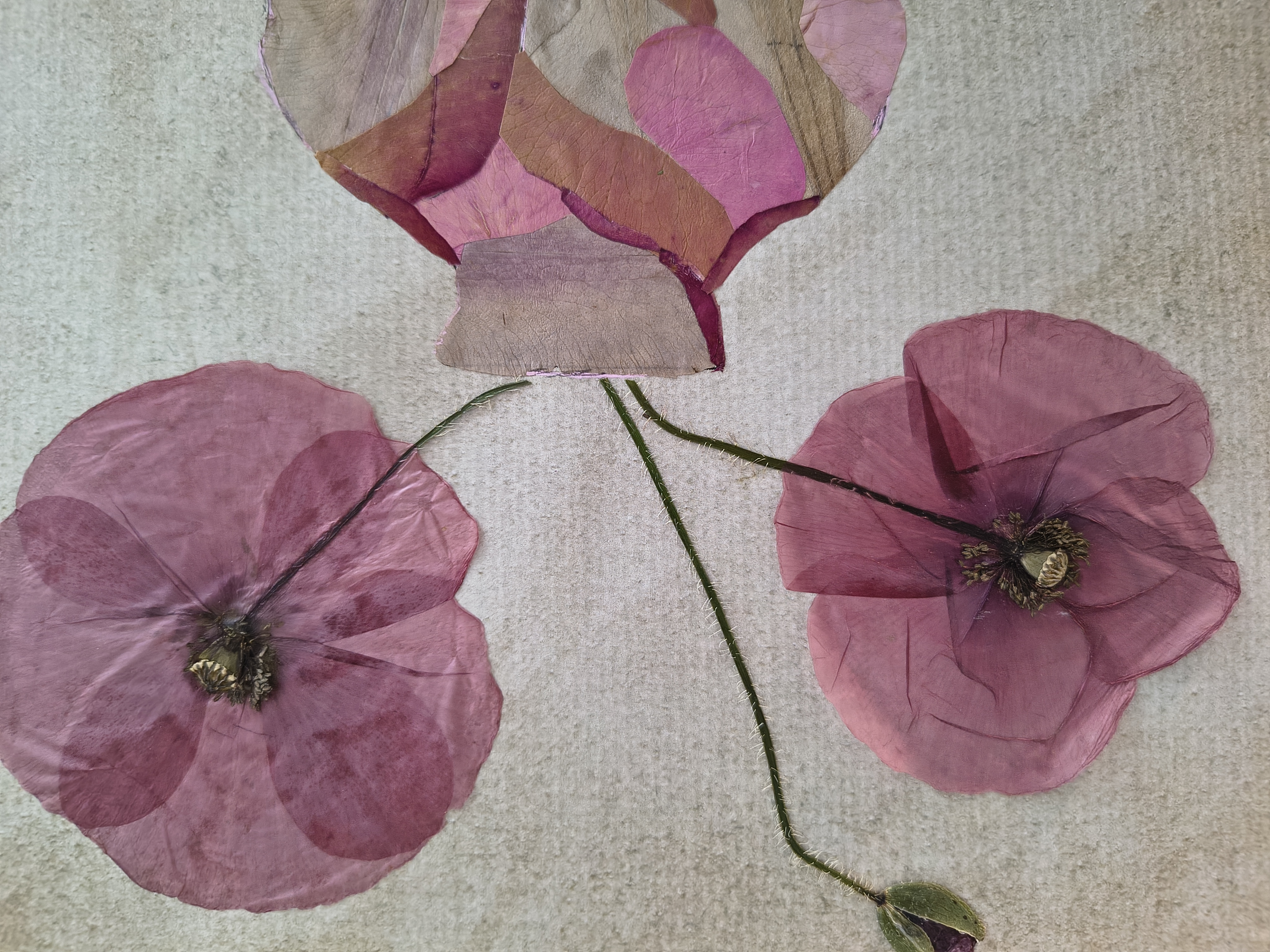 Red poppy, photo 3