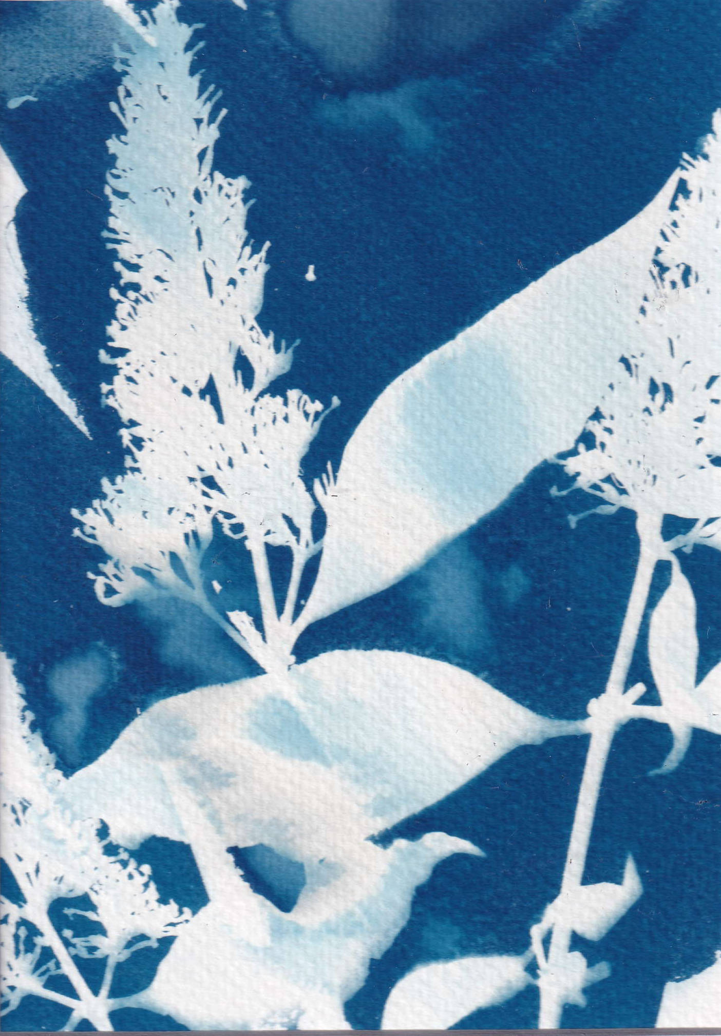 Cyanotype - buddleja from my own garden - printed with the sun, photo 3