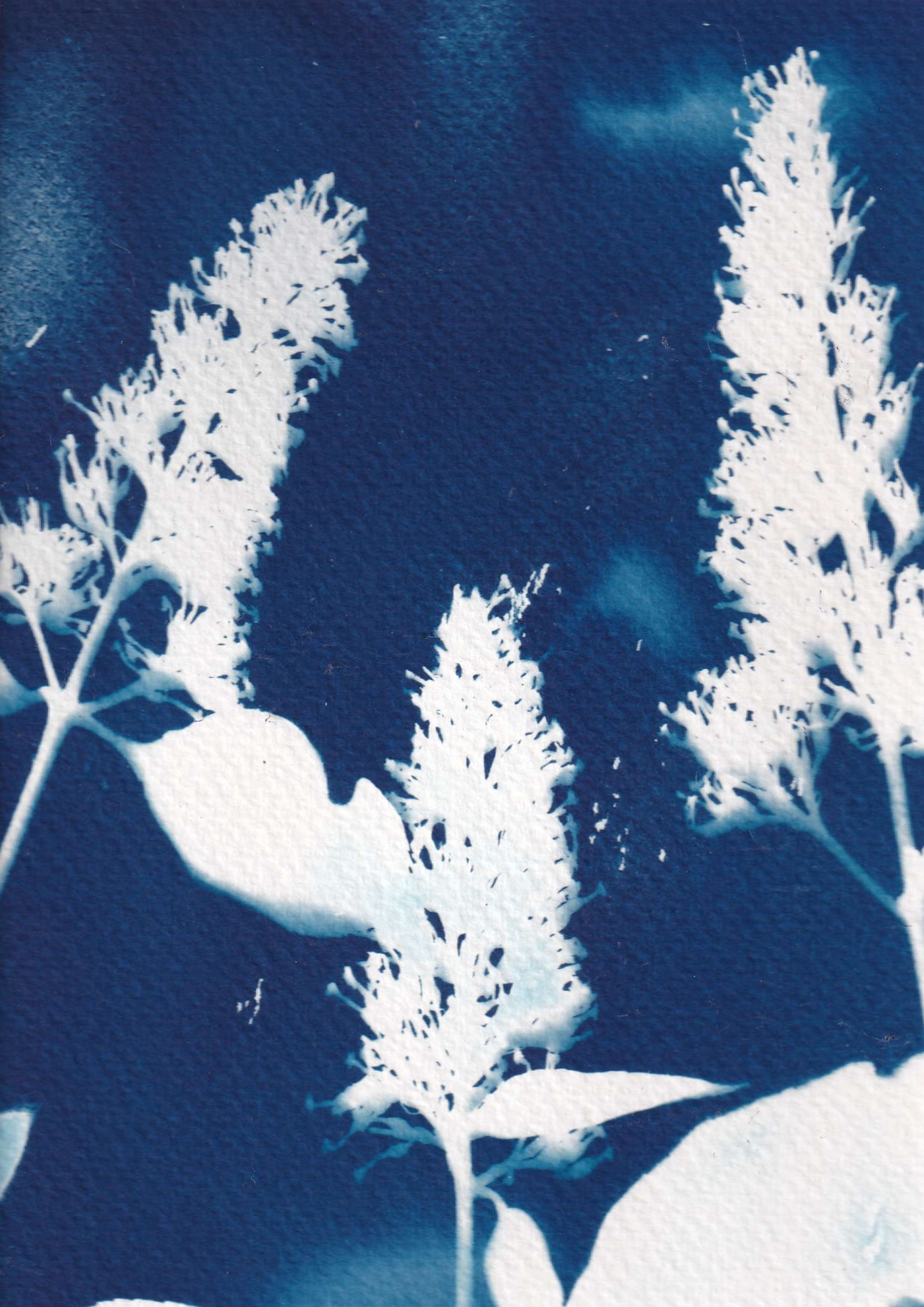 Cyanotype - buddleja from my own garden - printed with the sun, photo 3