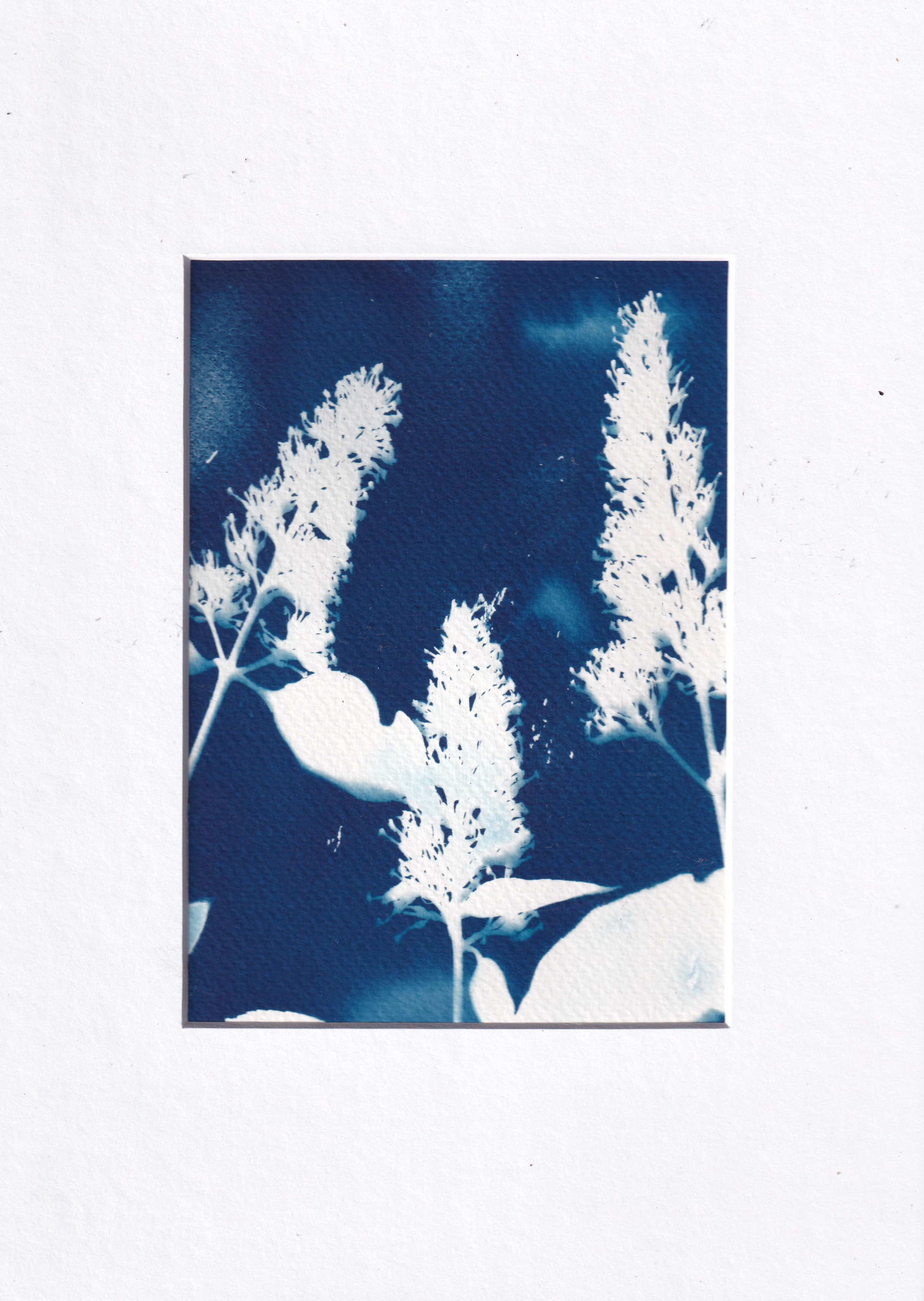Cyanotype - buddleja from my own garden - printed with the sun, photo 2