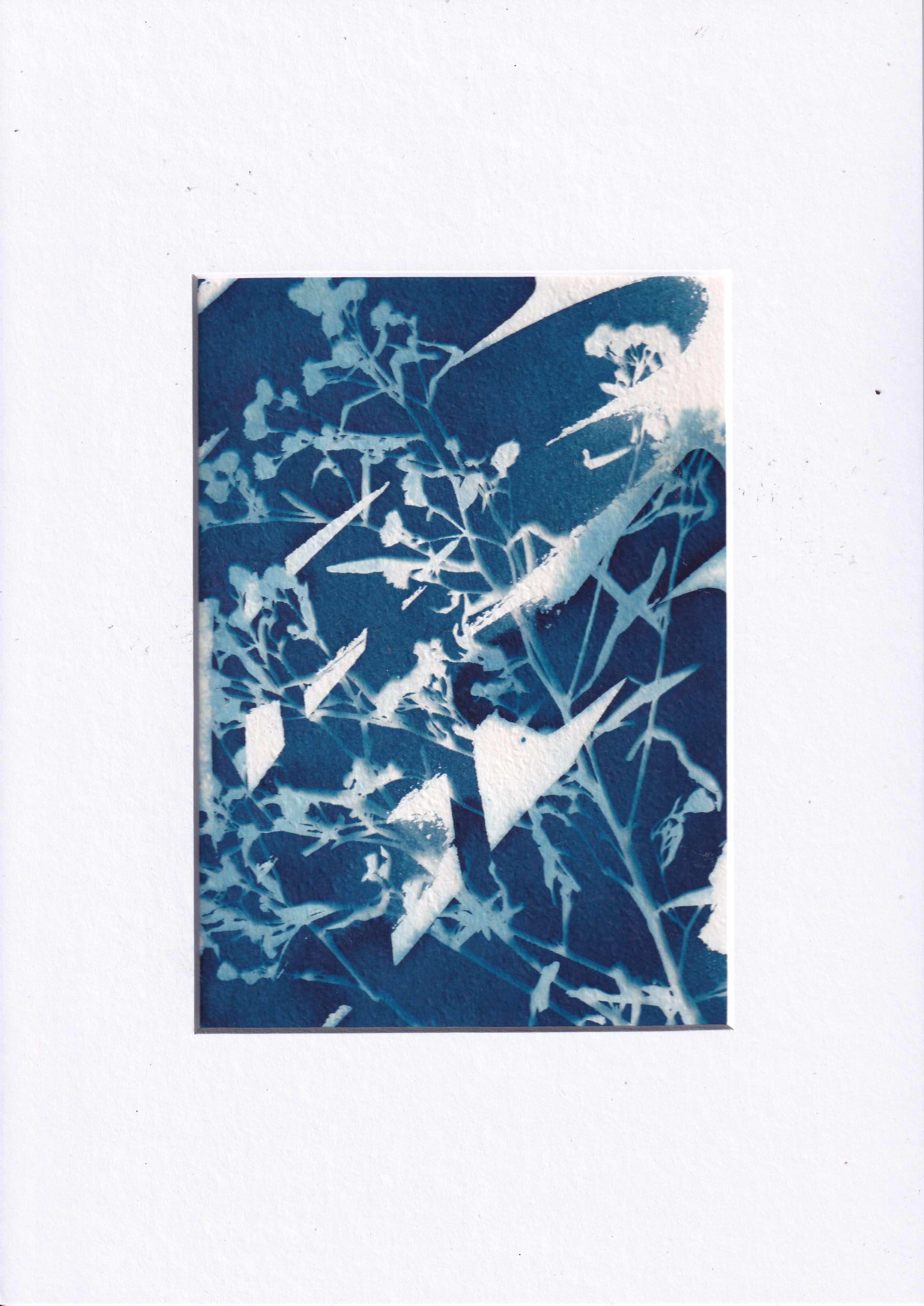 Cyanotype - sunprint from wildflowers