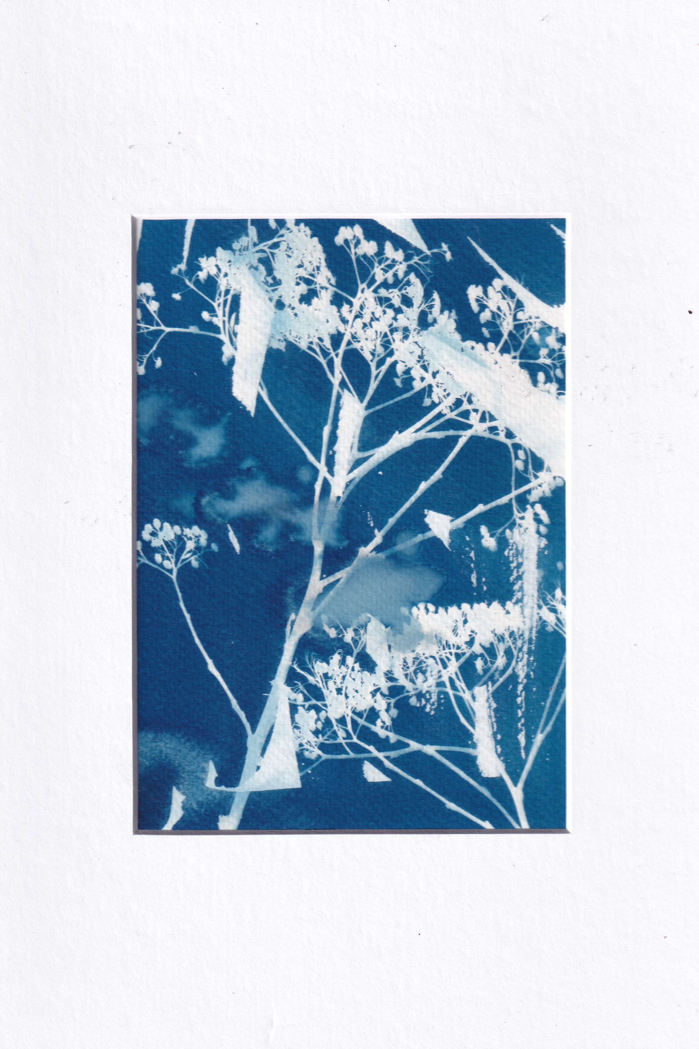 Cyanotype - sunprint from wildflowers