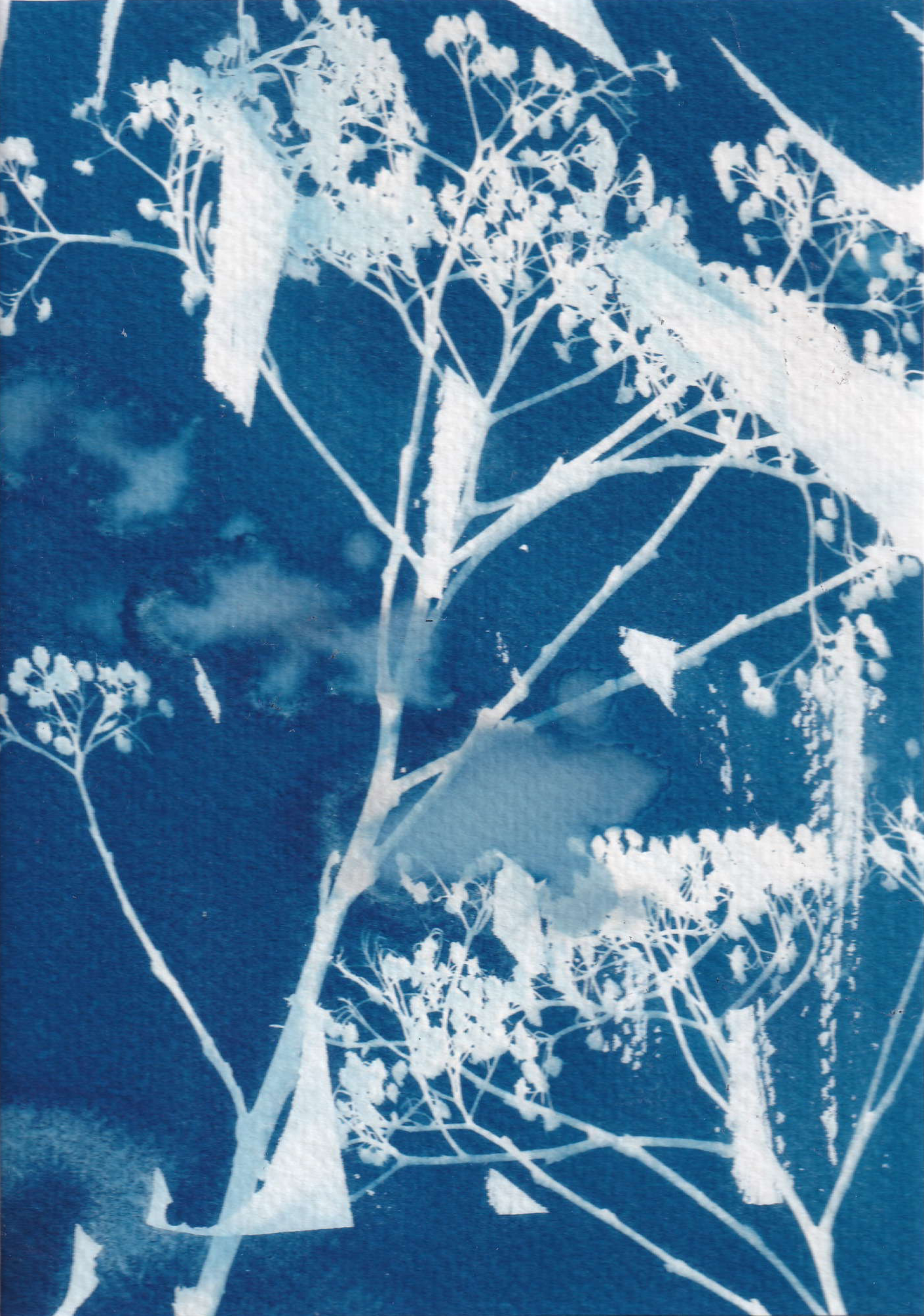 Cyanotype - sunprint from wildflowers, photo 2