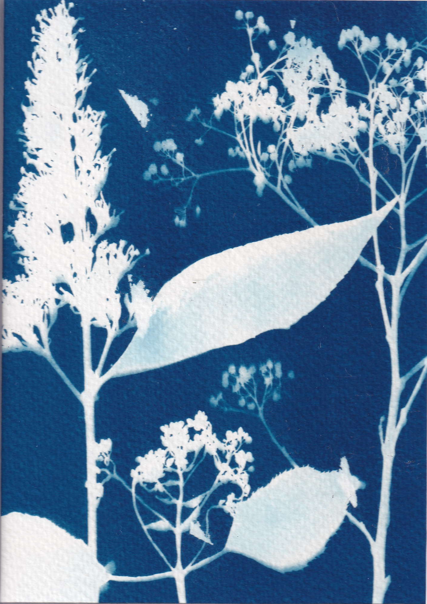 Cyanotype - buddleja from my own garden - printed with the sun, photo 3