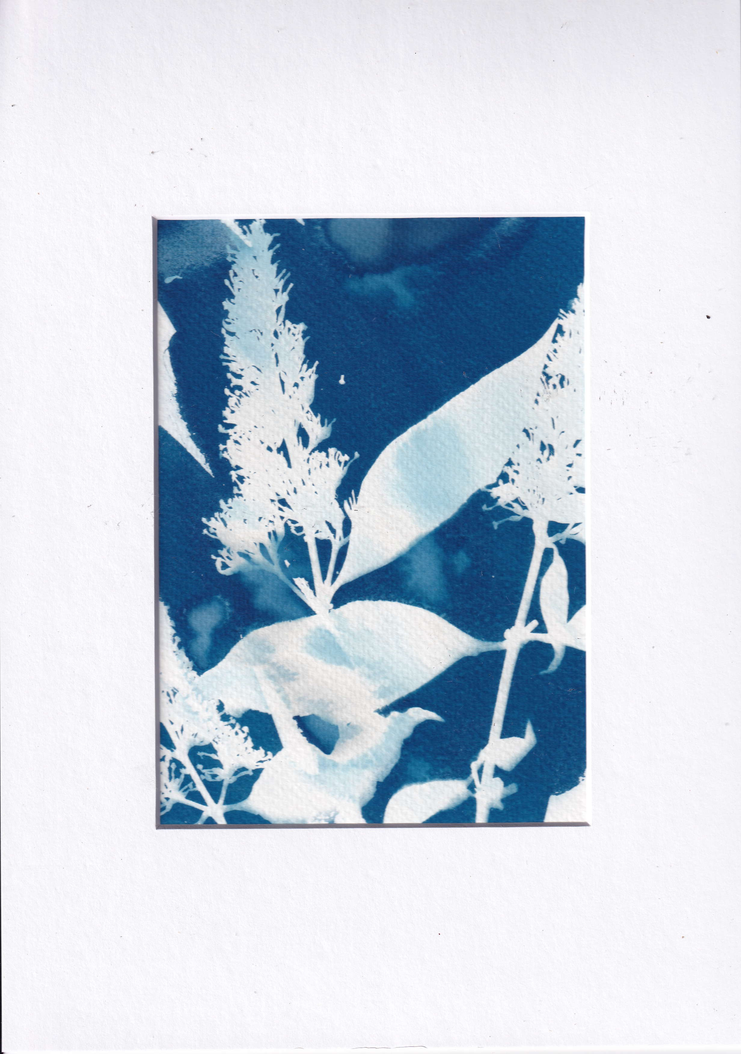 Cyanotype - buddleja from my own garden - printed with the sun, photo 2