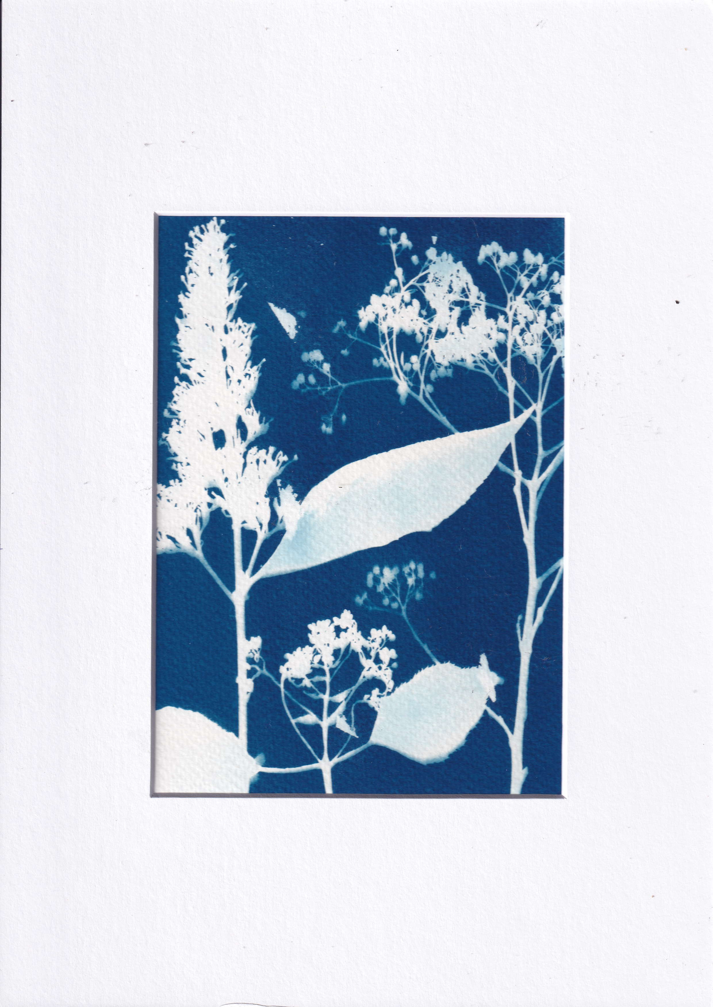Cyanotype - buddleja from my own garden - printed with the sun