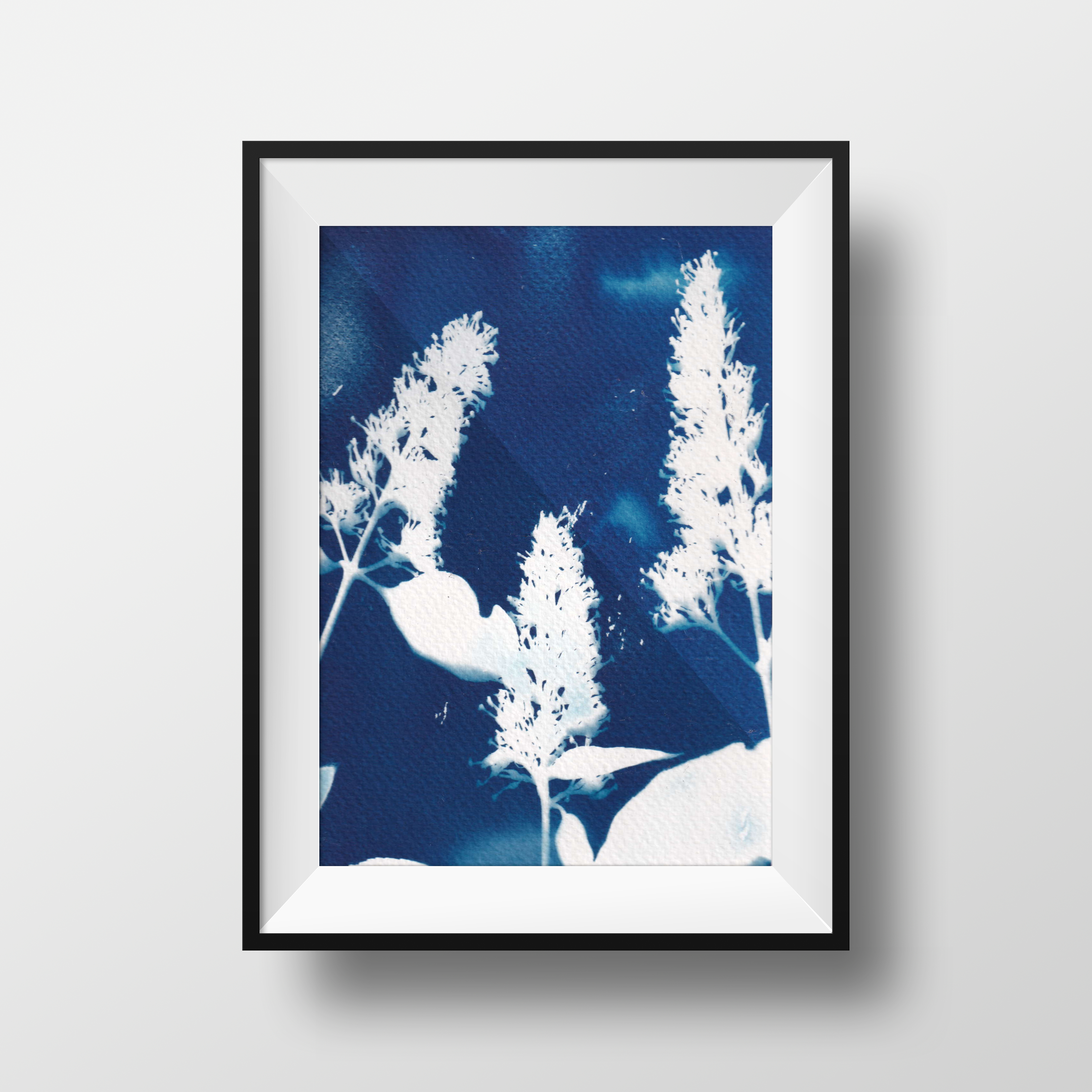 Cyanotype - buddleja from my own garden - printed with the sun
