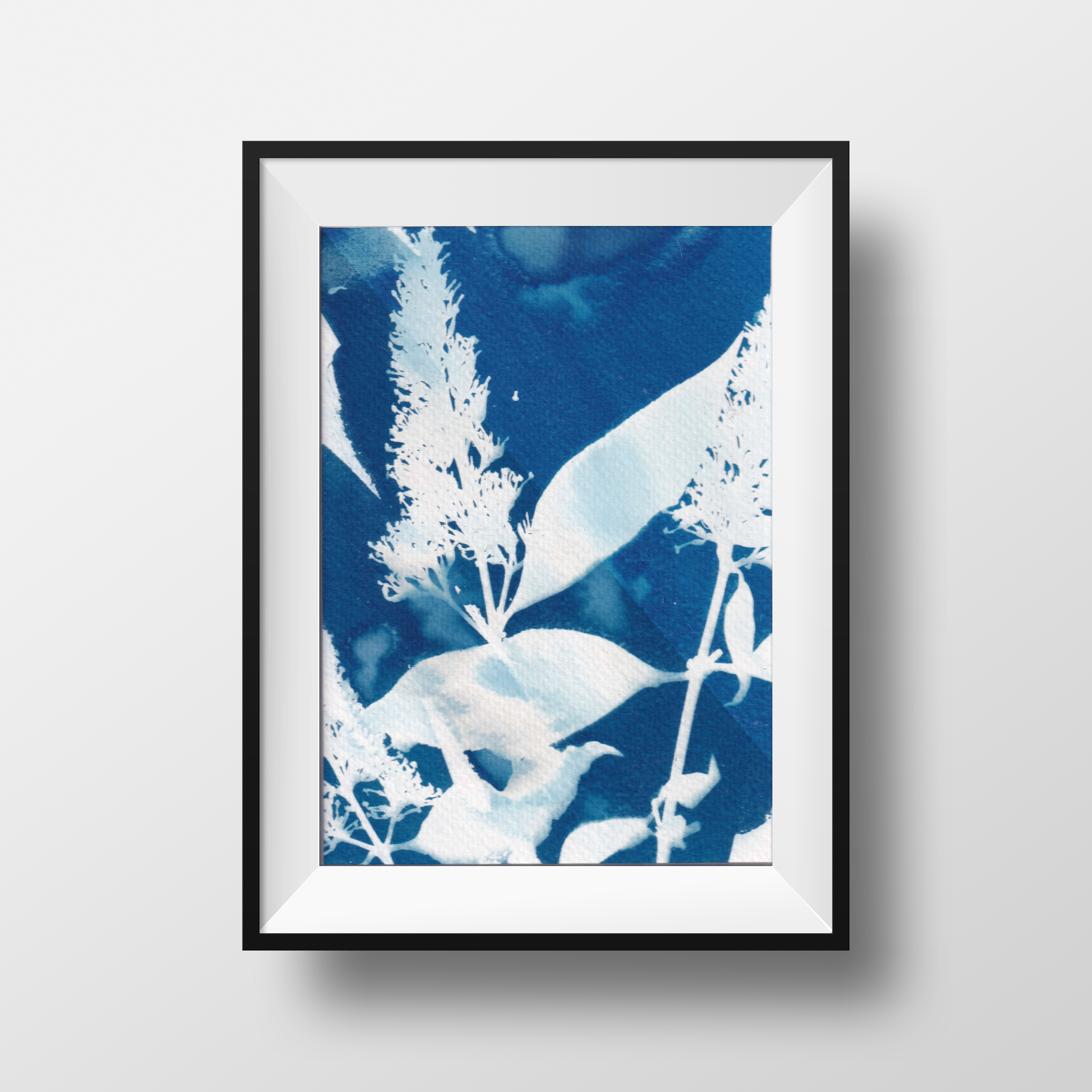 Cyanotype - buddleja from my own garden - printed with the sun