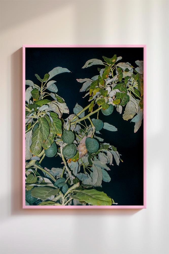 Avocado Tree Night | Home and Office Wall Art | ECO-Friendly | Gallery Grade Print
