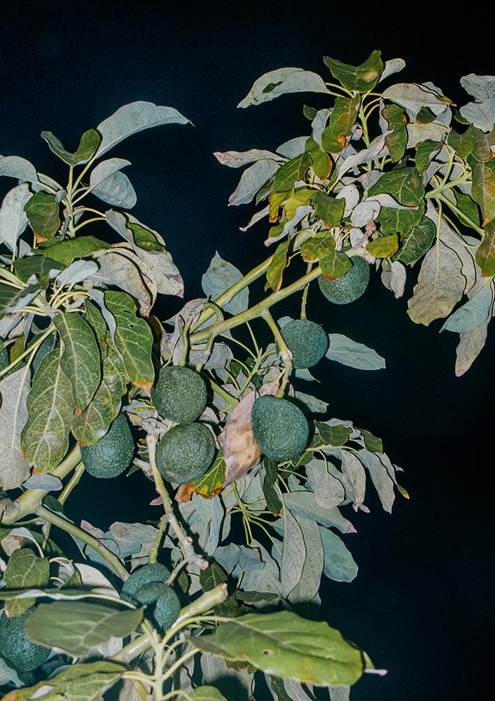 Avocado Tree Night | Home and Office Wall Art | ECO-Friendly | Gallery Grade Print, photo 2